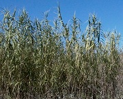 Giant reed (Arundo donax)