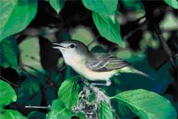 Least Bell's vireo