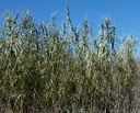 Giant reed (Arundo donax)