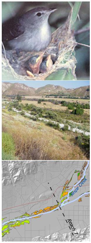 Focal Species Analysis and Habitat Characterization for the Lower Santa Clara River and Major Tributaries, Ventura County